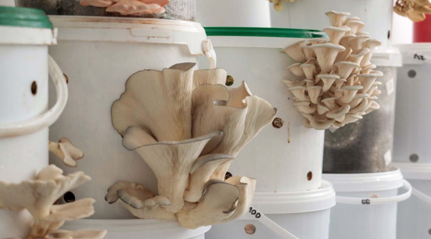 Mushrooms from coffee
